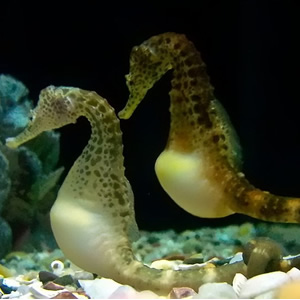Tennessee Aquarium, Chattanooga (Tennessee)