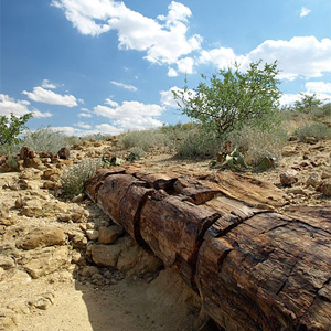 Versteinerter Wald (Namibia), Khorixas