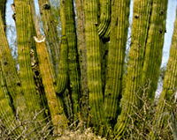 organ-pipe-cactus-nm-header