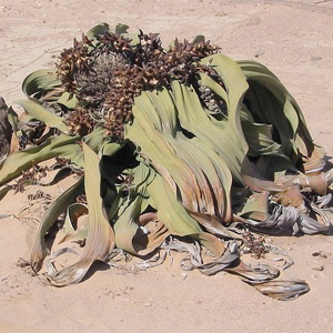 Welwitschia-Drive, Swakopmund